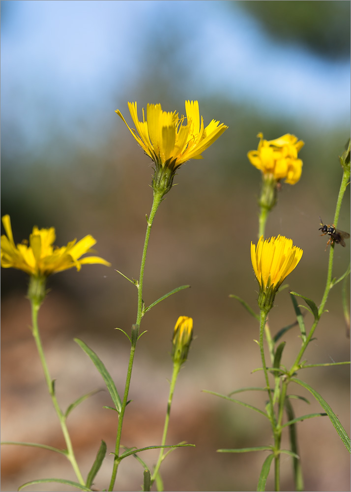 Изображение особи Hieracium filifolium.