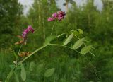 Lathyrus pisiformis. Верхушка цветущего растения. Восточный Казахстан, Кокпектинский р-н, 25 км в горы от с. Пантелеймоновка, 1000 м н.у.м., просека в лесу. 12.06.2016.