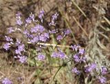 Limonium bungei. Часть соцветия. Украина, г. Запорожье, балка Березноватая, восточный склон, степной участок. 23.07.2016.
