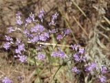 Limonium bungei