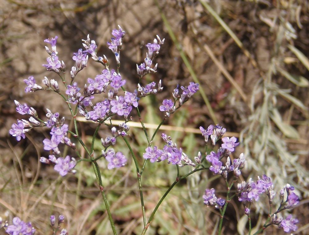 Изображение особи Limonium bungei.