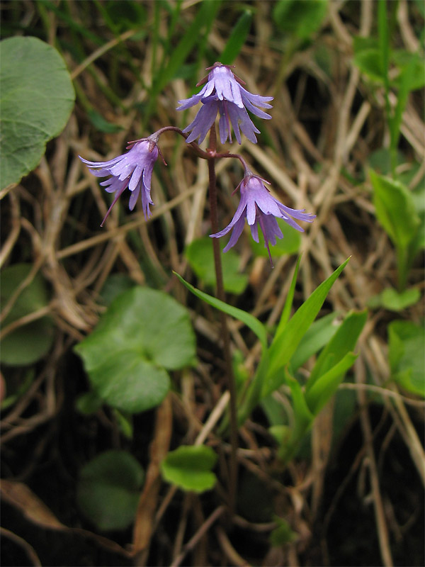 Image of Soldanella montana specimen.