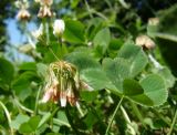 Trifolium repens. Соцветие и лист. Краснодарский край, г. Краснодар, на лужайке в парковой зоне. 26.06.2016.