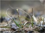 Carex ericetorum