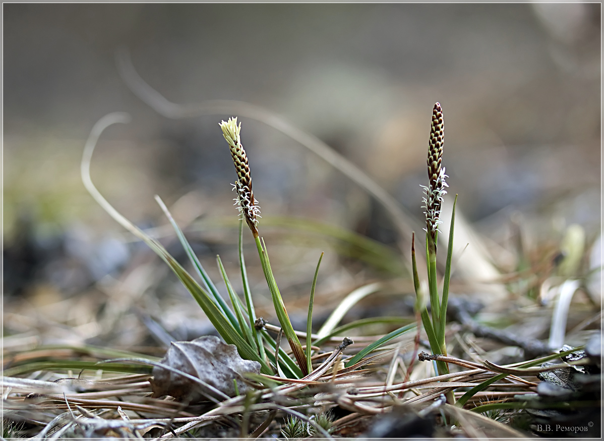 Изображение особи Carex ericetorum.