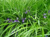 Iris ruthenica. Цветущие растения. Пенза, Ботанический сад ПГУ, в культуре. 11 мая 2016 г.