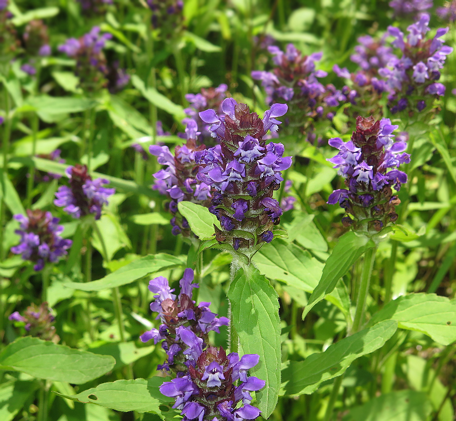 Image of Prunella japonica specimen.