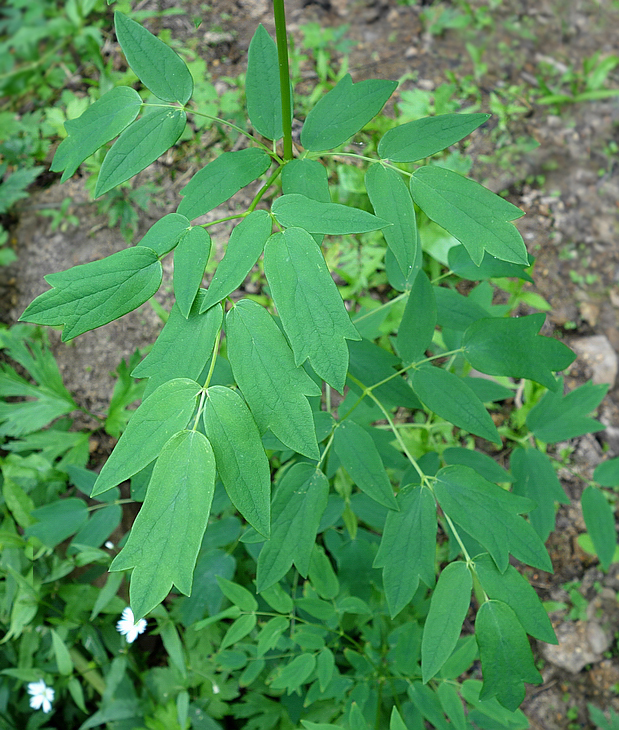 Image of Thalictrum ussuriense specimen.