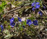 Veronica umbrosa