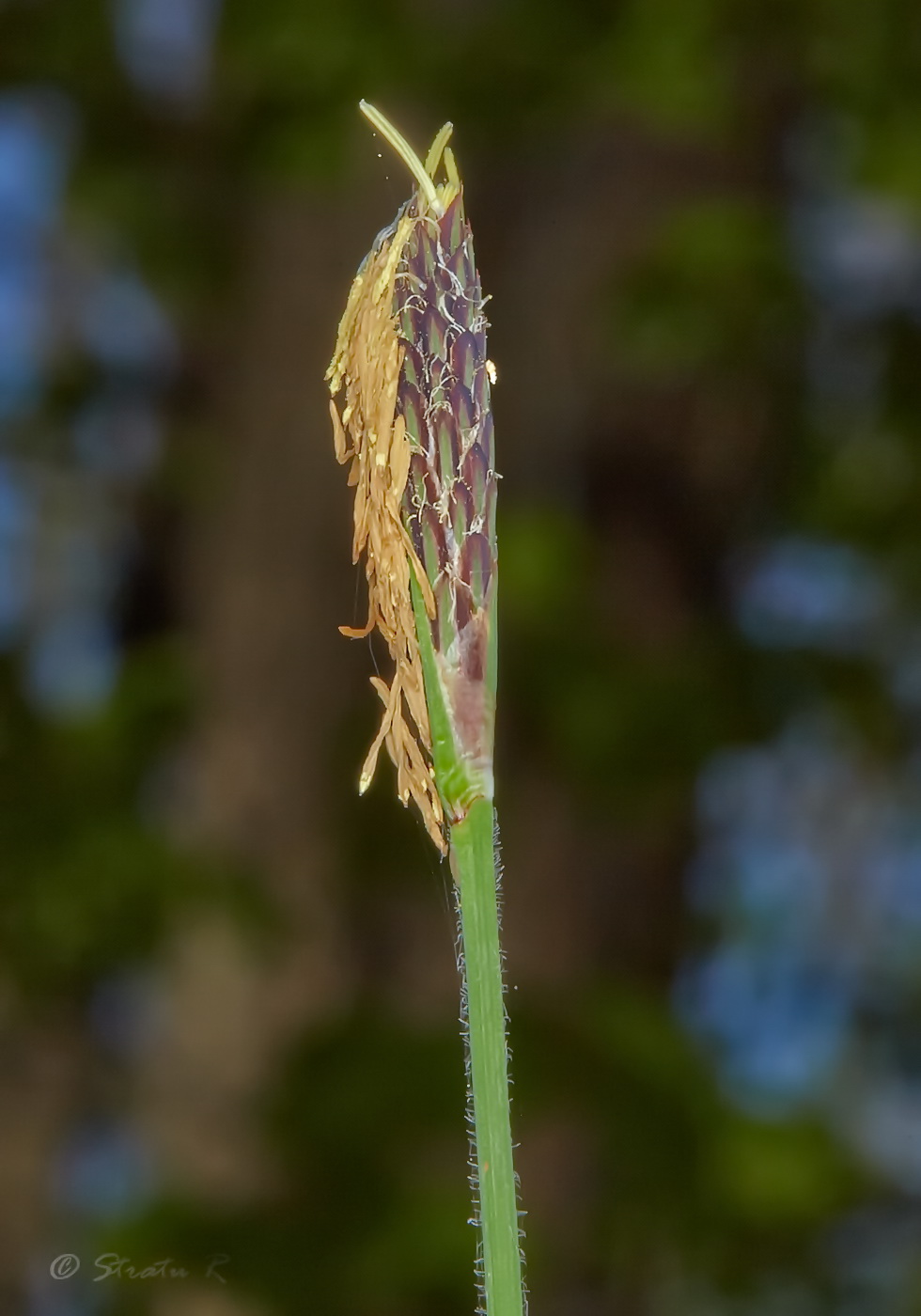 Изображение особи Carex pilosa.