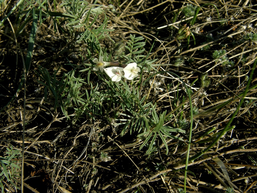 Image of Astragalus palibinii specimen.