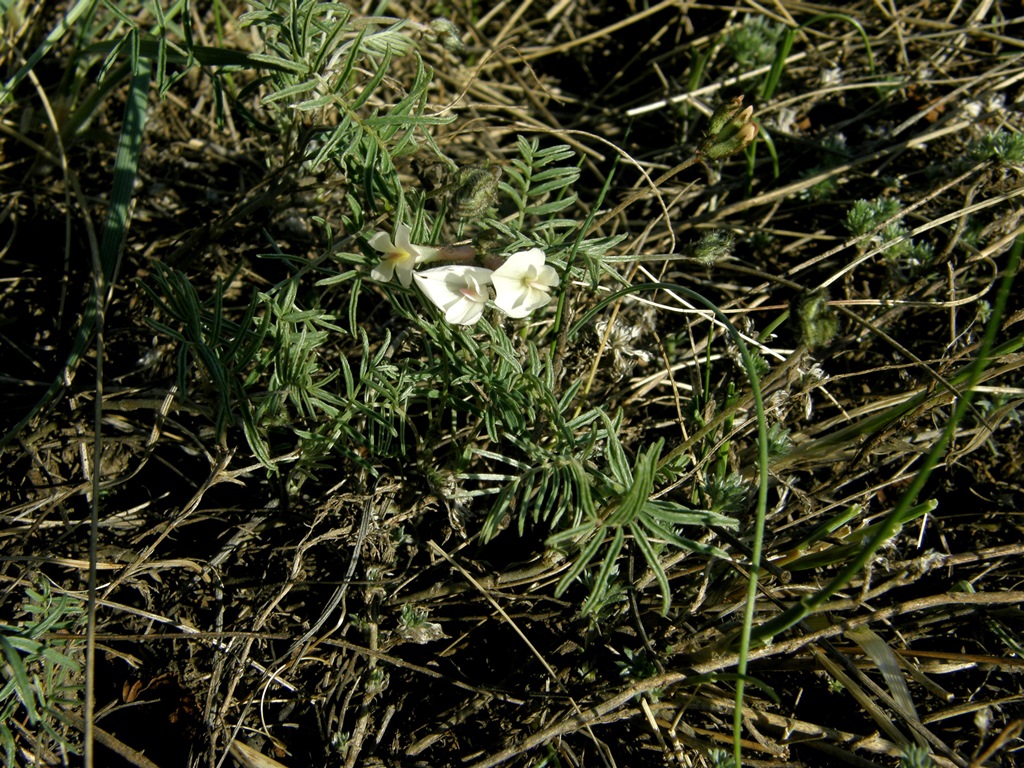 Изображение особи Astragalus palibinii.