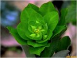 Euphorbia amygdaloides