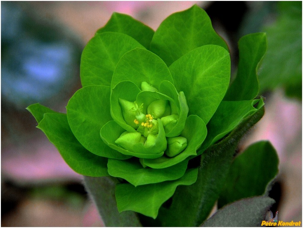 Image of Euphorbia amygdaloides specimen.