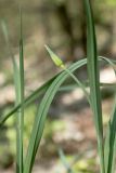 Allium decipiens. Верхушка побега с формирующимися соцветием. Ростовская обл., Аксайский р-н, окр. хут. Александровка, байрачные заросли. 06.05.2017.