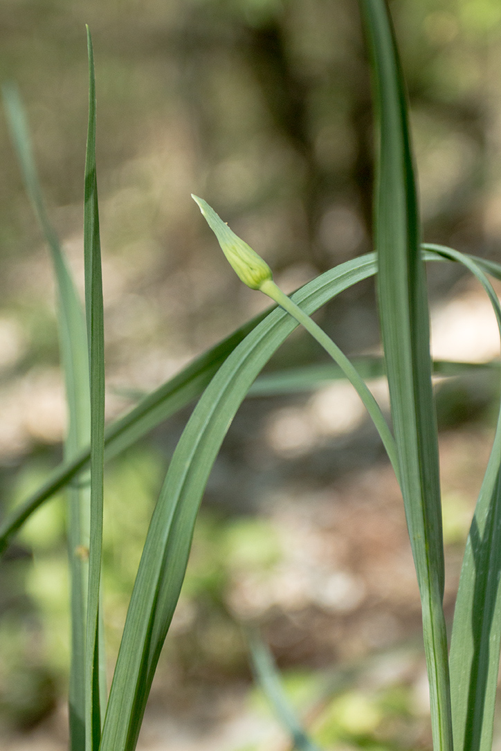 Изображение особи Allium decipiens.