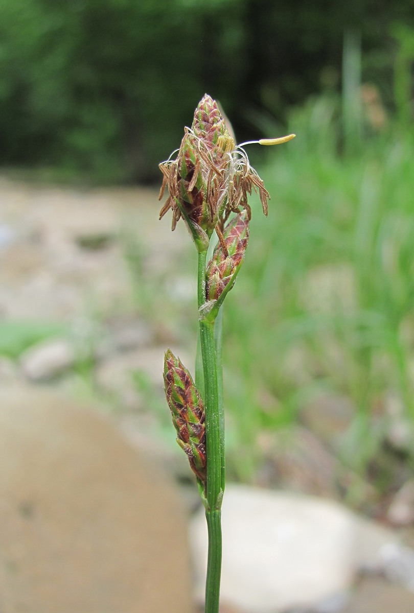 Изображение особи Carex hirta.