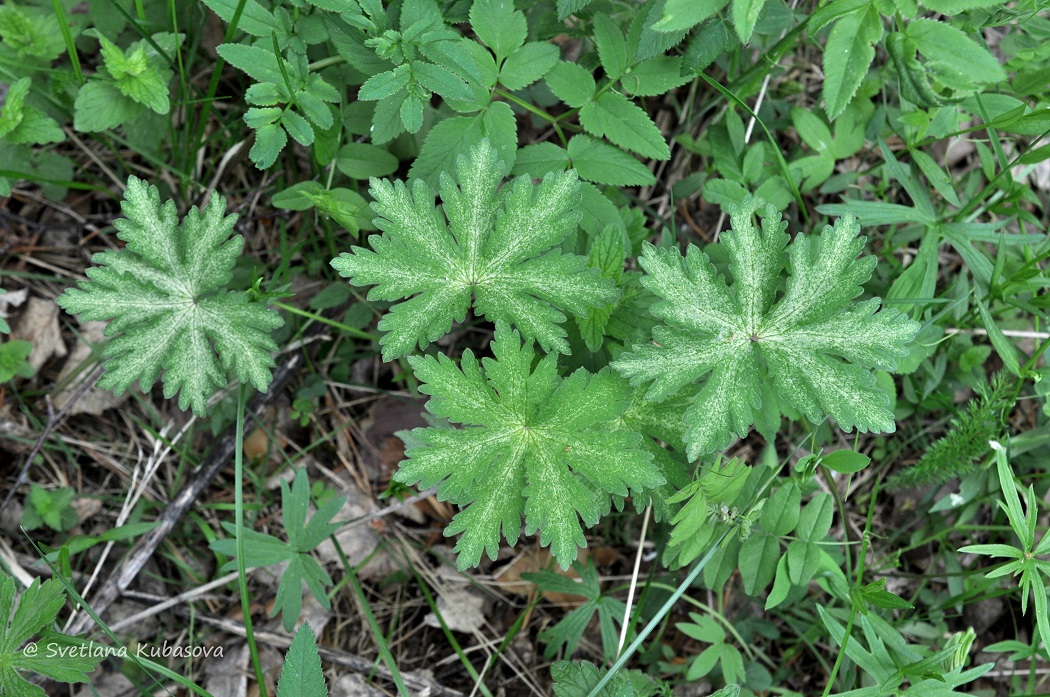 Image of Geranium sylvaticum specimen.