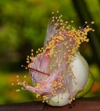 Barringtonia asiatica. Раскрывающийся цветок. Таиланд, о-в Пхукет, курорт Ката, в культуре (?). 09.01.2017.