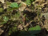 Fragaria vesca