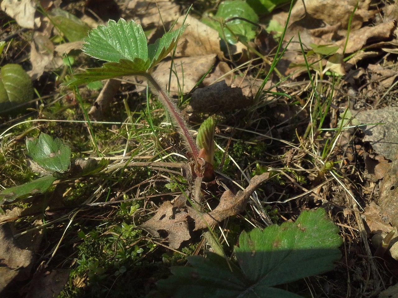 Изображение особи Fragaria vesca.