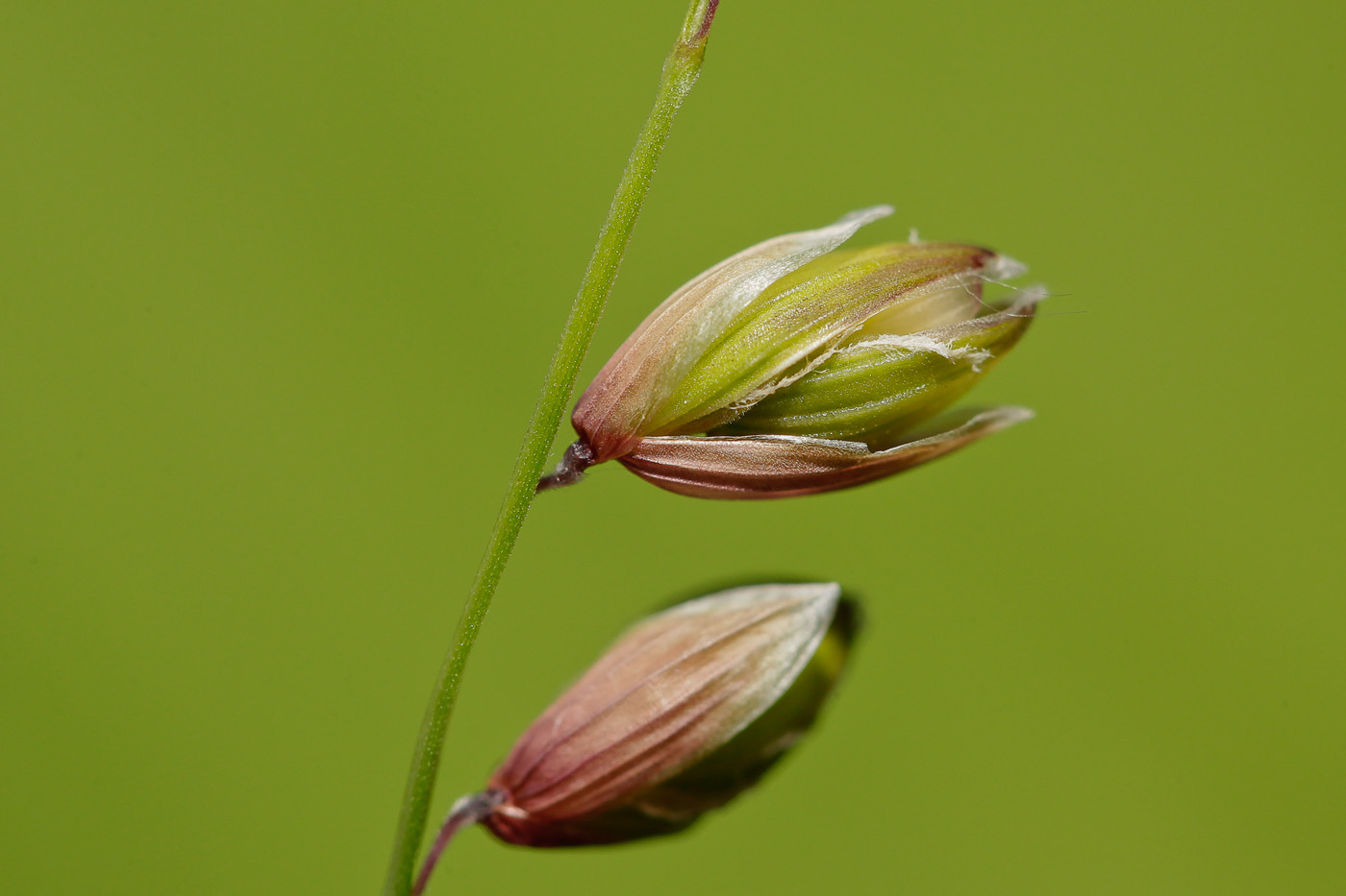 Image of Melica nutans specimen.