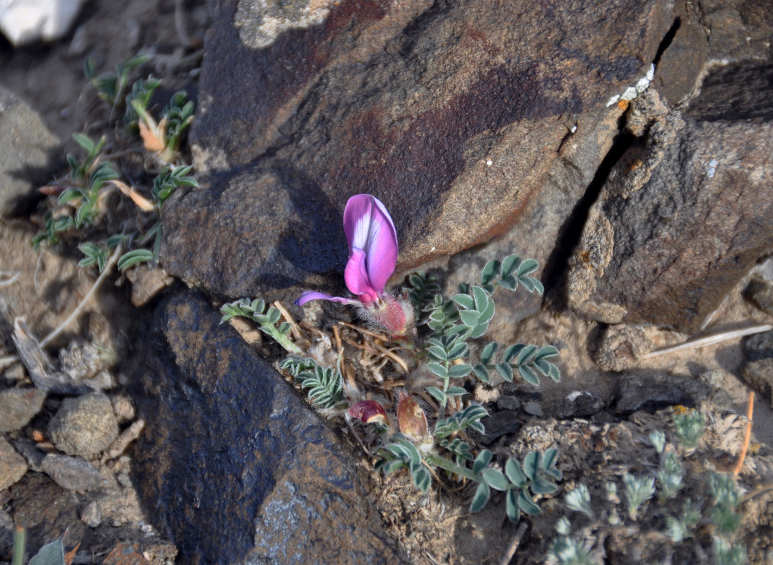 Изображение особи Oxytropis intermedia.