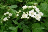 Crataegus pinnatifida