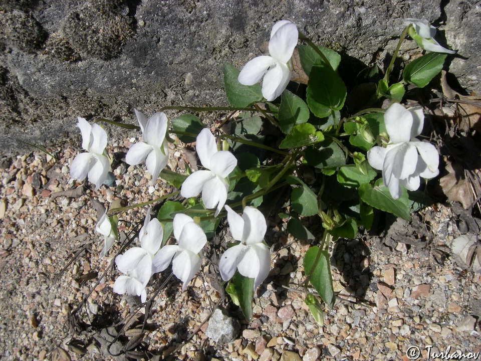 Image of Viola sieheana specimen.