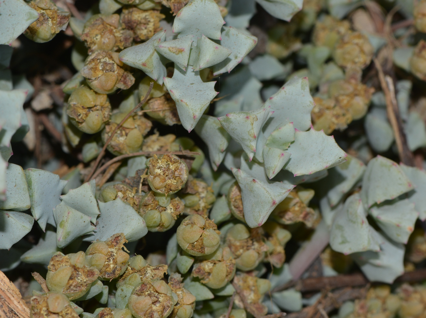 Изображение особи Lampranthus deltoides.