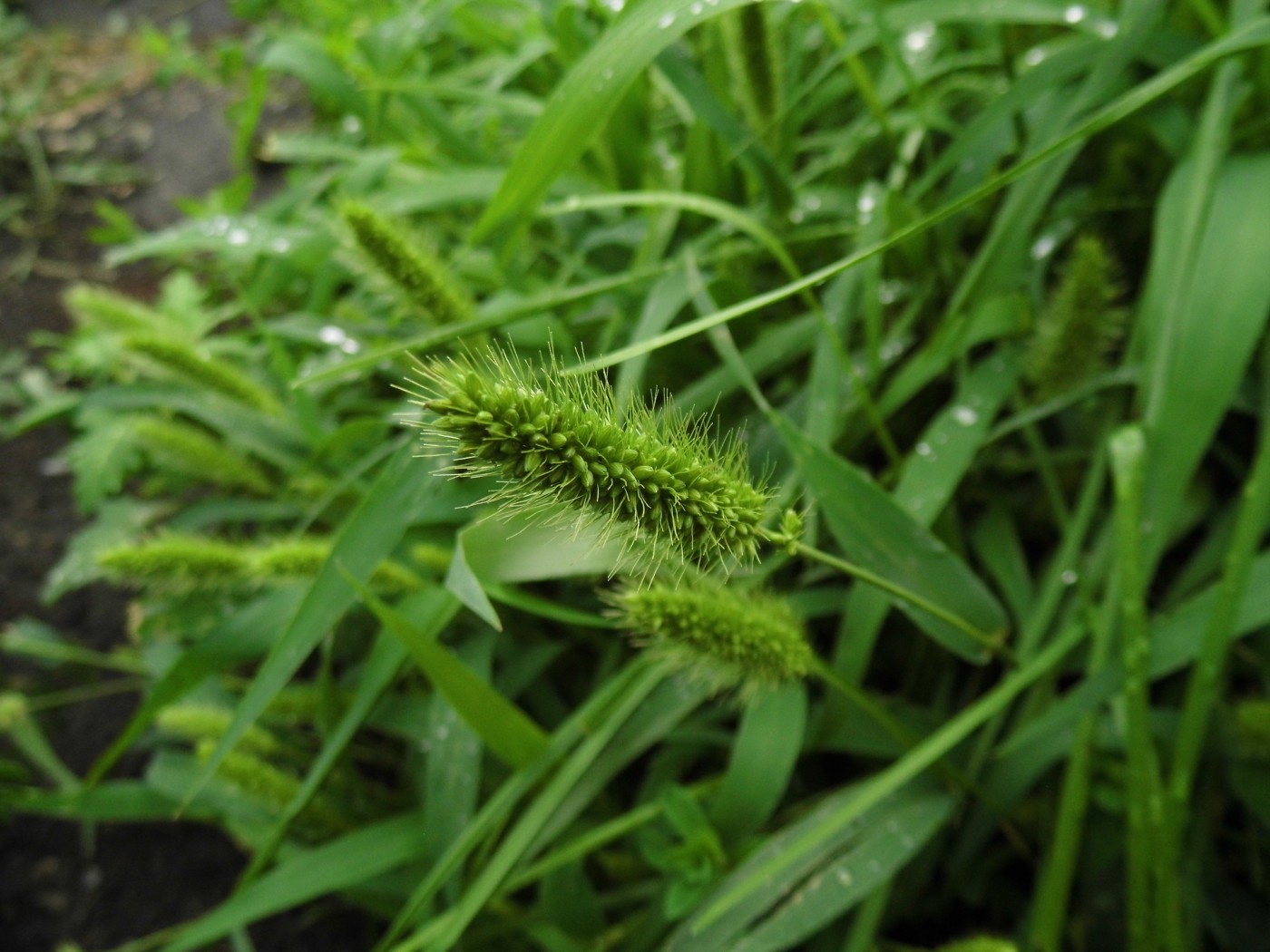 Image of Setaria viridis specimen.