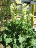 Rheum rhabarbarum