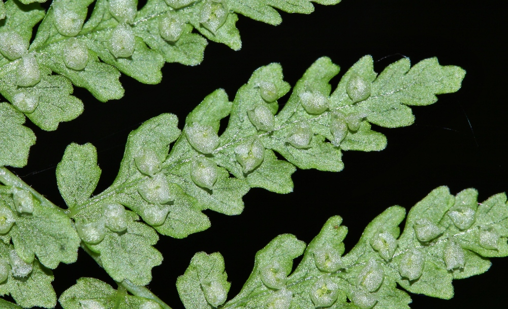Изображение особи Protowoodsia manchuriensis.