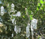 Acacia podalyriifolia