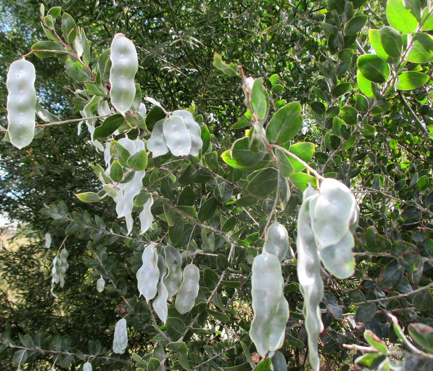 Image of Acacia podalyriifolia specimen.