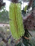 Banksia marginata. Соцветие. Австралия, г. Мельбурн, ботанический сад. 01.02.2016.