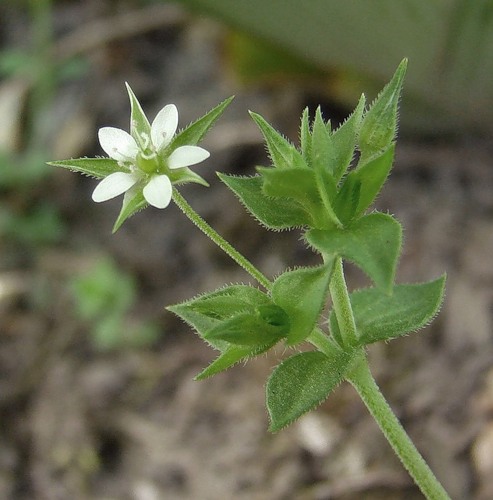 Изображение особи Arenaria uralensis.