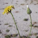 Crepis rhoeadifolia. Верхушки цветущего и плодоносящего побегов. Крым, Сакский р-н, окр. пос. Прибрежное, пустырь. 19.08.2017.