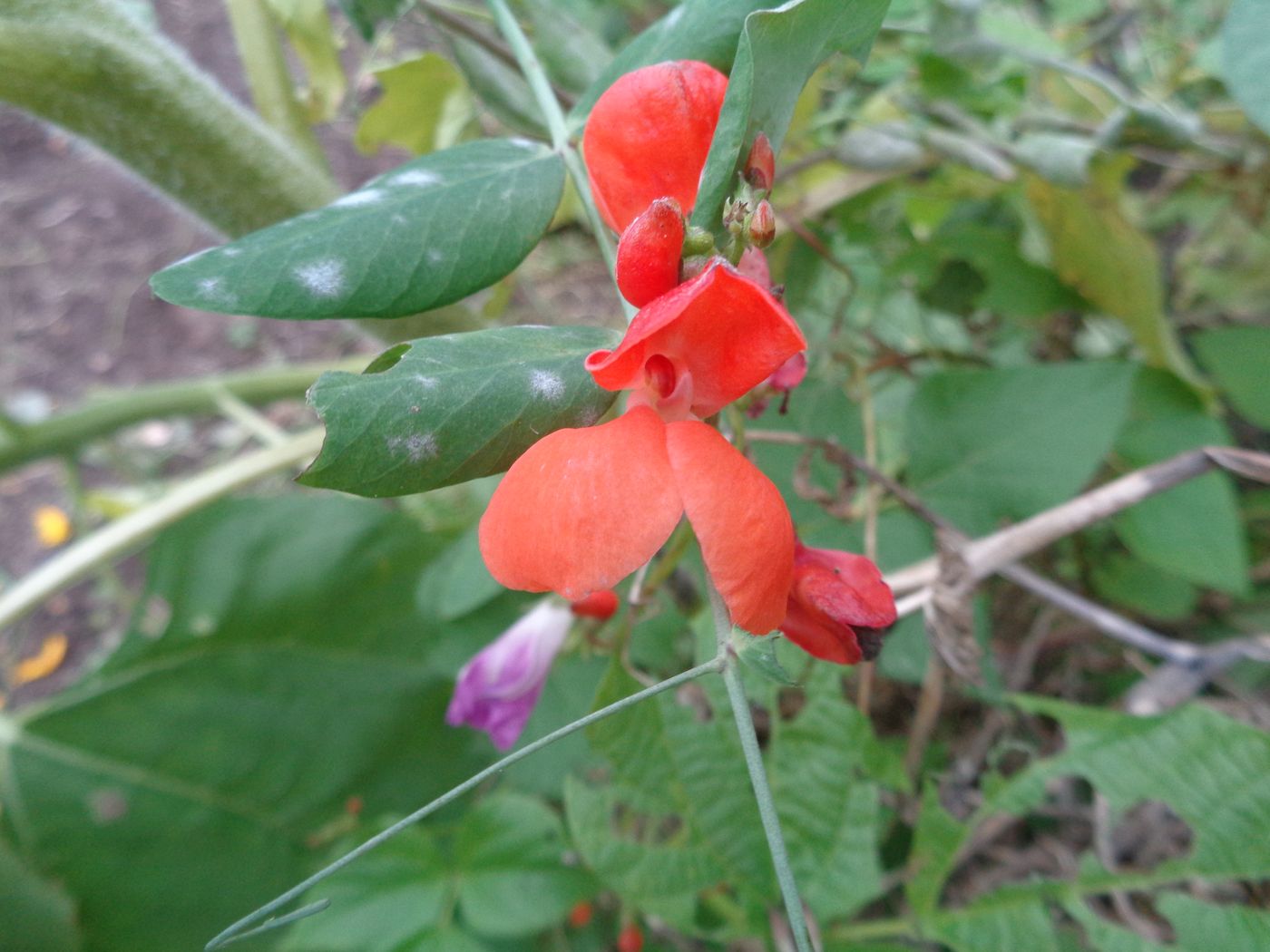 Изображение особи Phaseolus coccineus.