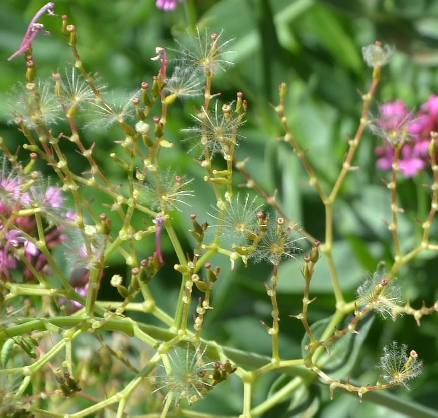 Image of Centranthus ruber specimen.