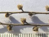 Lappula barbata