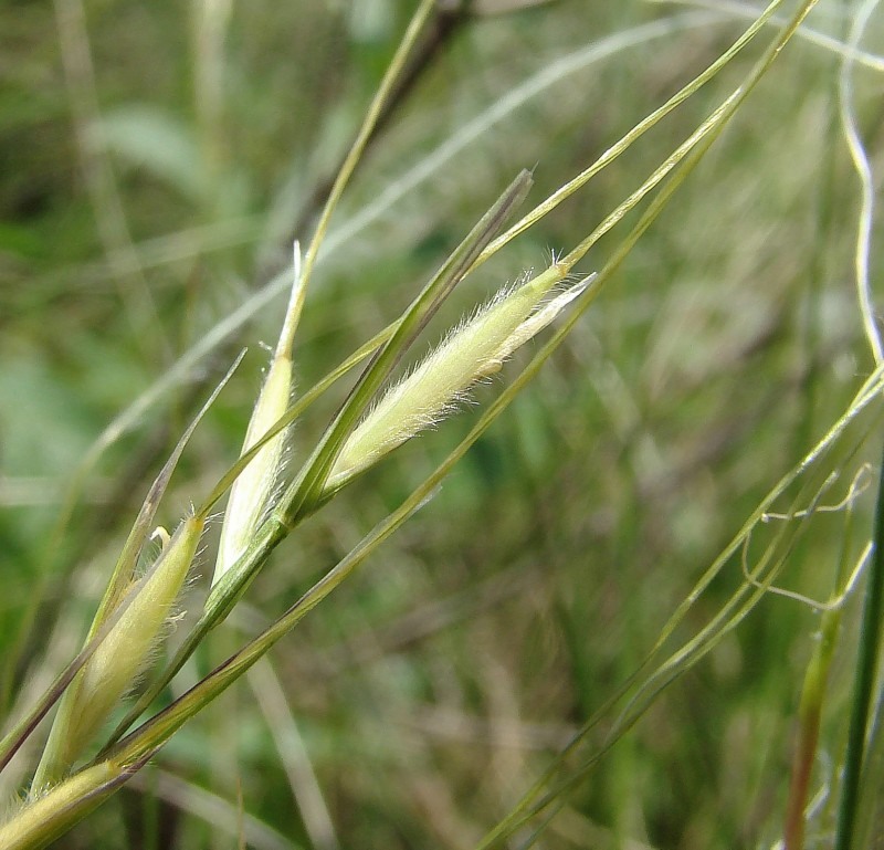 Изображение особи Stipa lessingiana.