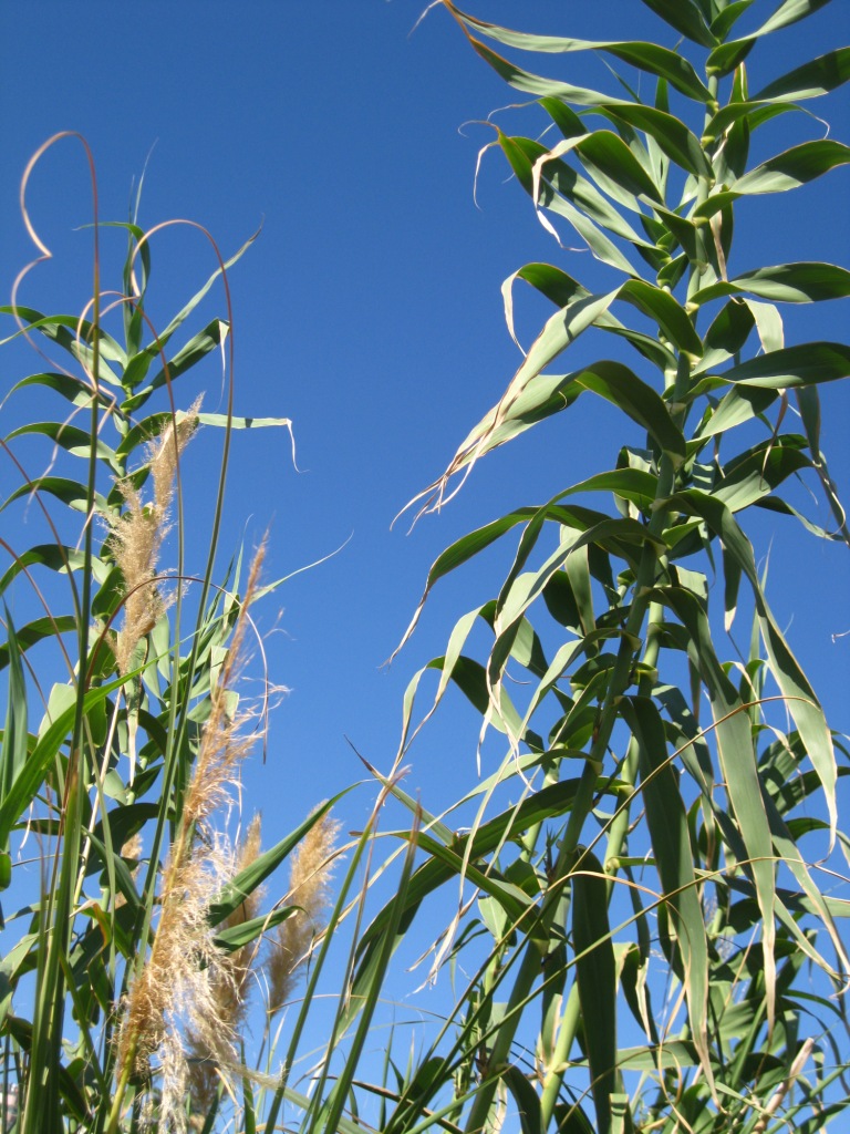 Изображение особи Arundo donax.