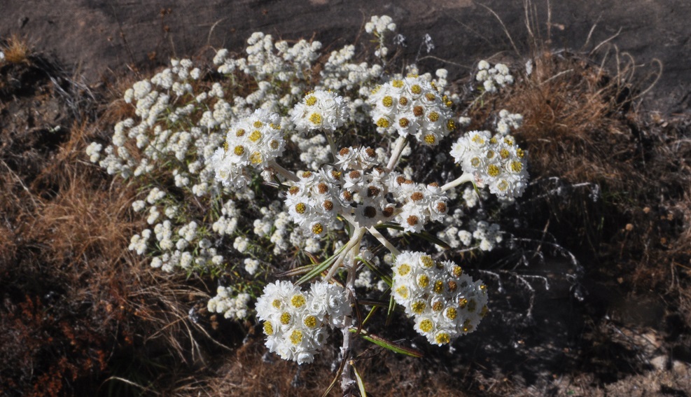 Image of Anaphalis margaritacea specimen.