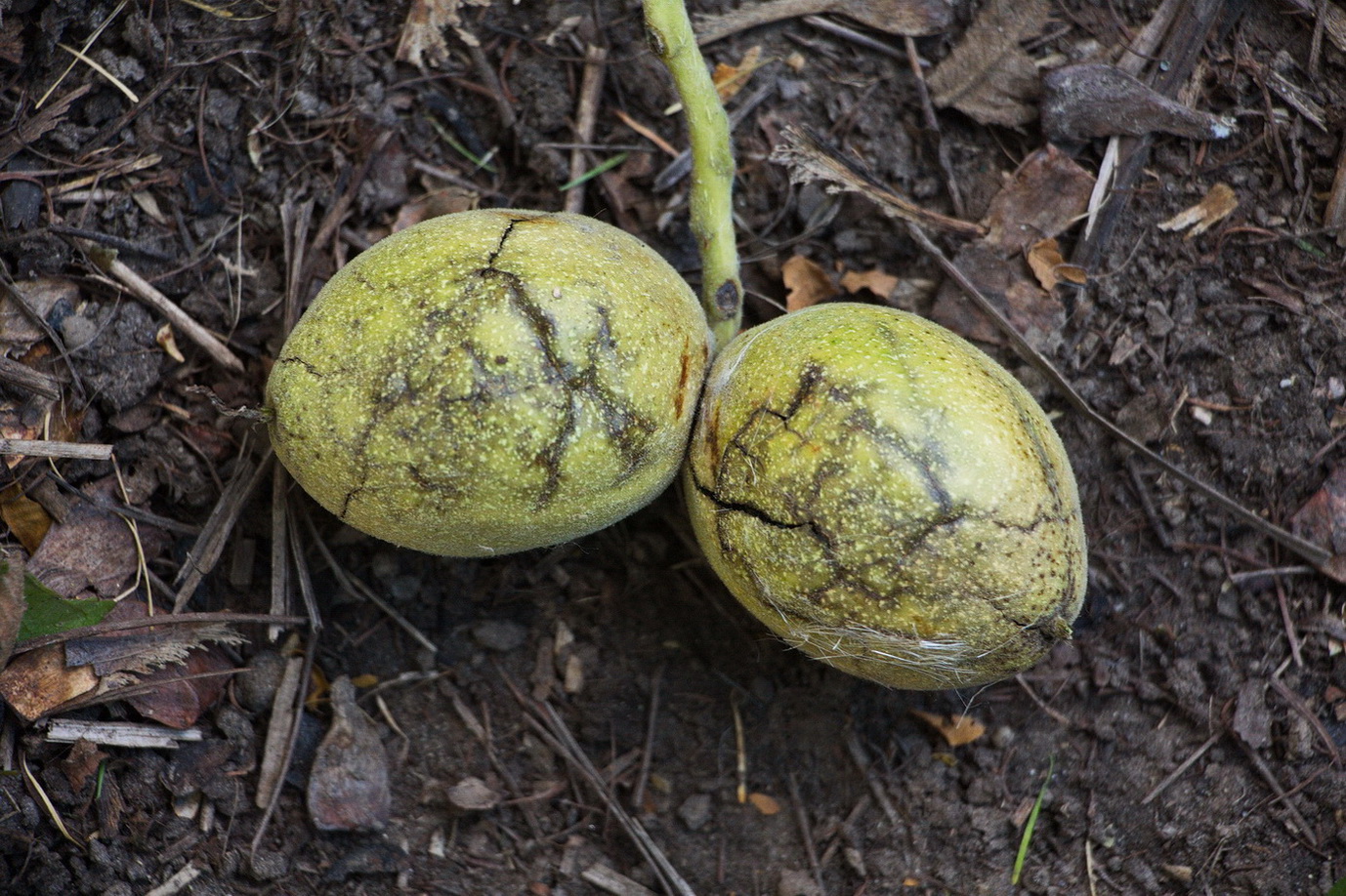 Image of genus Juglans specimen.