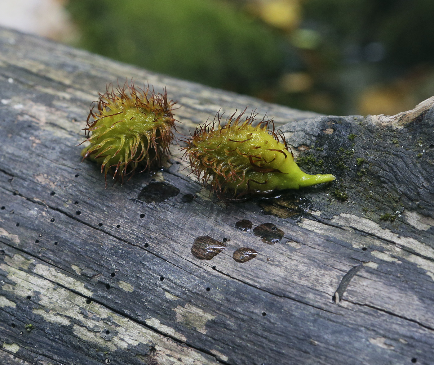 Image of Fagus &times; taurica specimen.