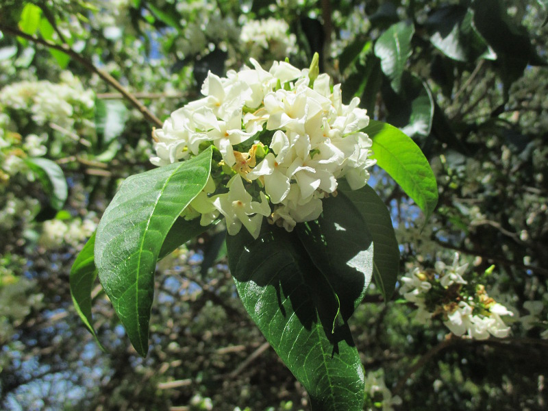 Изображение особи Tabernaemontana catharinensis.