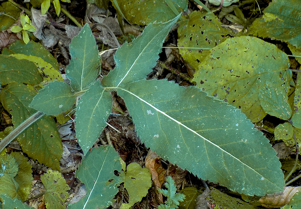 Image of Cephalaria gigantea specimen.