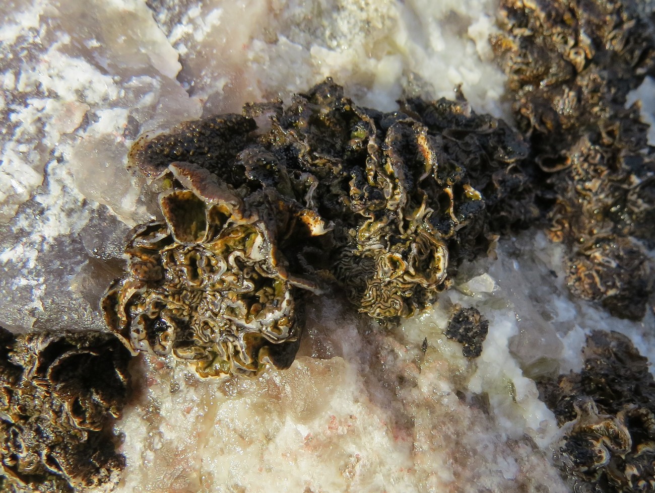 Изображение особи семейство Umbilicariaceae.