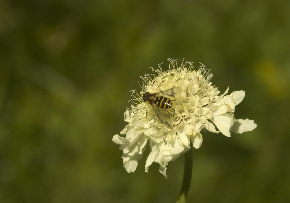 Изображение особи Cephalaria gigantea.